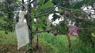 DUREN MONTONG 50 RIPBU ASLI