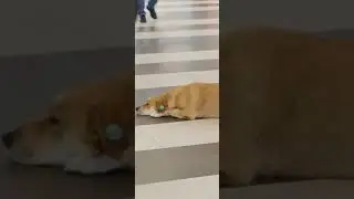 Як ставляться в Туреччині до тварин
