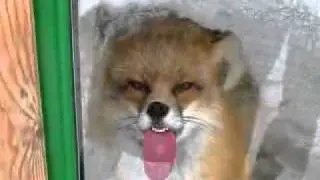 Firefox Has Encountered an Unexpected Problem with Windows