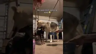 Do NOT give your dog sparkling water 😳😂 #dog #shorts