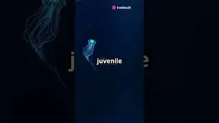 The Immortal Jellyfish: Nature's Secret to Eternal Life! #earthfacts #facts #earthmysteries