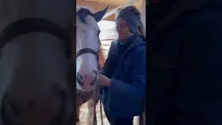 Арина Либонтова, Titanium Stud Farm. Часть2: Челси и Леди породы тинкер.