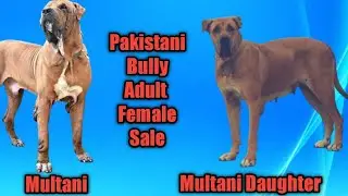 Pakistani Bully Adult Female For Sale|Multani Bloodline female for Sale Result Proof Female Sale