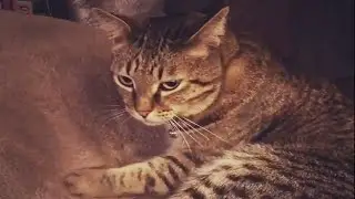 Angry cats! Funny and Cute Cats Videos! 😹
