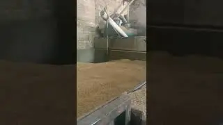 Kolam Pengering Gabah 20 Ton #shorts