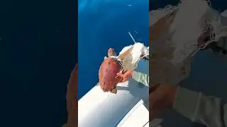 Спас ЧЕРЕПАХУ которая запуталась😳