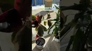 Обожаю комнатные растения