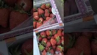 Strawberry harvest