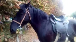 Только мы с конем...в детском парке Лебедина