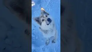 500-й ролик! В нашей деревне транс появился 😮 