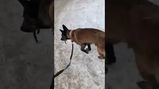 Собака после лечения псевдоартроза голени