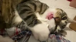 kitten Frey  paper sound