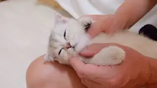 The kitten that goes into a state of pure bliss when getting a massage was just too cute.