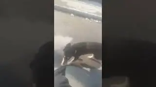 ПРИКОЛЫ С ЖИВОТНЫМИ смешная собака