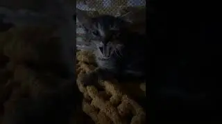 3rd cat hisses like crazy