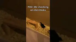 My POV vs the Chicks POV #pov #chicks #raisingchicks
