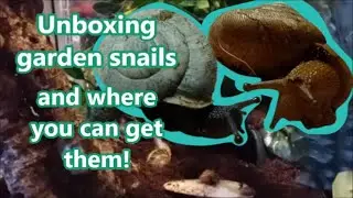 Where To Get Garden Snails + Unboxing!