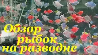 Обзор аквариумных рыбок на разводне Самые неприхотливые аквариумные рыбки
