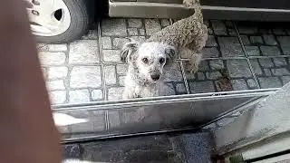 Educando Seu Pet (Descobrindo a Verdade)