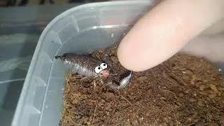 Скорпион (Liocheles australasiae) обнимает пальцы