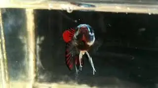 Female bettas....cooper / cupang betina