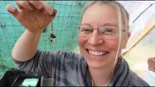 Planting Onions from SEED