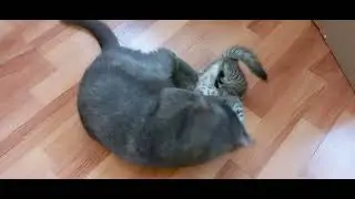 🤣 Две непоседы играют с мамой, а она их воспитывает