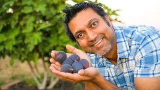 Why People Fail at Growing Fig Trees
