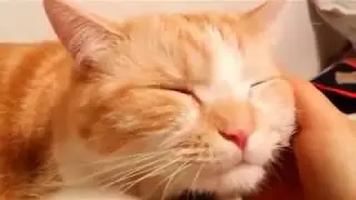 HILIARIOUS Funny Cat Video Compilation 2018! TRY NOT TO LAUGH!