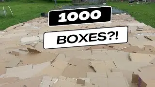 WHY did I cover my lawn in cardboard?!