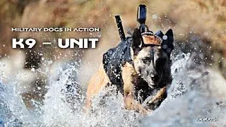 K9 Military Dogs In Action
