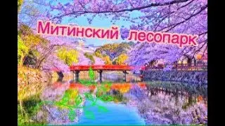 VLOG: "Гуляем всей семьей по Митинскому парку"