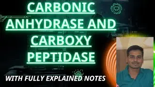 CARBONIC ANHYDRASE AND CARBOXY PEPTIDASE ll MECHANISM ll FUNCTION ll M.SC NET JRF IIT JAM ll #enzym