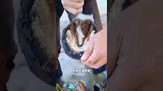 Люди спасли чемпионку русских скачек 😊🙌🤞