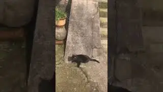 котик катается