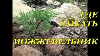 Где сажать можжевельник. Правильно выбираем место. Часть 1.