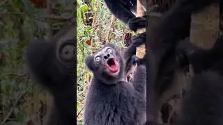 Lemur #nature #ytshorts #animals
