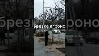 обрезка платан