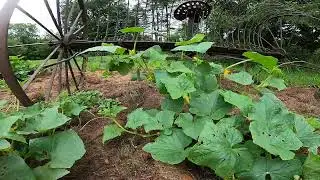 End of July Garden Tour Zone 5a Maine-Part 3 of 3