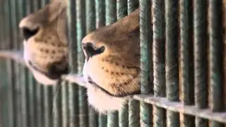 The Beloved- Dream on