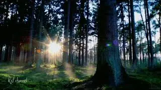 Meditation music || Relaxing music