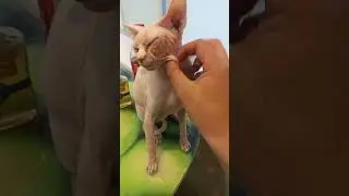 я и котик