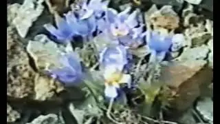 Апапельгино 1994-96г. Полёт на озеро Эльгыгытгын.