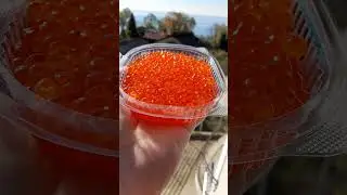 Красная икра Кеты в Сочи. Ноябрь 2022.