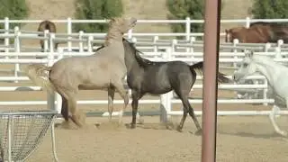 Real Life Horses | Going Wild