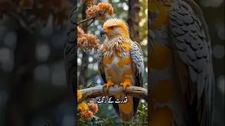 Very beautiful bird # beautiful # amazing # viral shorts # trending shorts # bird love # pak army