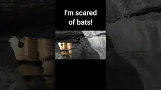 Bats Flying in Bonnechere Caves