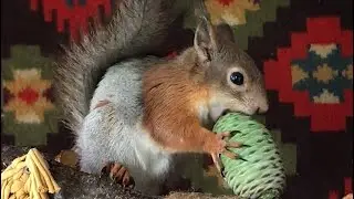 Ливанский кедр 🌲 Шишка для белочки #animals #viral