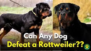 5 Dog Breeds That Could Defeat a ROTTWEILER!