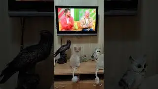 #хит #музыка #music #песня #топ #кот #котики #лапки